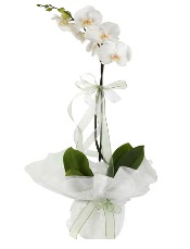 1 dal beyaz orkide iei  Ankara kavakldere iek siparii vermek 