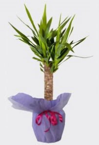 Yucca Tekli i mekan saks bitkisi  Ankara Cebeci online iek gnderme sipari 