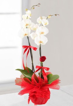 2 dall beyaz orkide ve 1 adet krmz gl  Ankara iek servisi , ieki adresleri  
