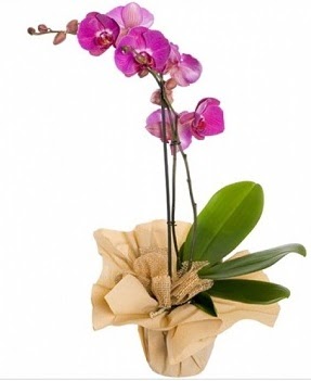 Tek dal mor orkide  Ankara iek gnderme 