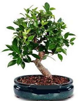 5 yanda japon aac bonsai bitkisi  Ankara iek servisi , ieki adresleri 