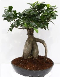 5 yanda japon aac bonsai bitkisi  Ankara kzlay iekiler 