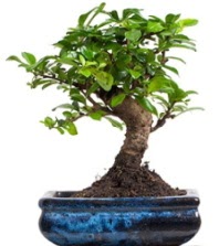 5 yanda japon aac bonsai bitkisi  Ankara ucuz iek gnder 