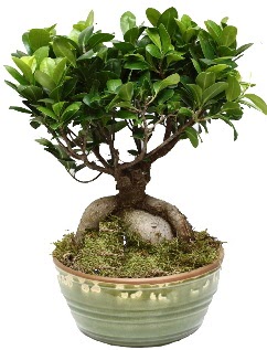 Japon aac bonsai saks bitkisi  Ankara iek gnderme sitemiz gvenlidir 