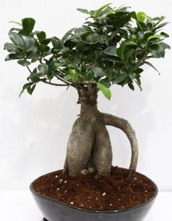 Japon aac bonsai saks bitkisi  Ankara Abidinpaa ieki telefonlar 