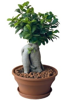 Japon aac bonsai saks bitkisi  Ankara iek sat 