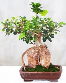 Japon aac bonsai saks bitkisi  Ankara Cebeci nternetten iek siparii 