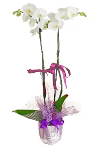 2 dall beyaz orkide sat  Ankara ucuz iek gnder 