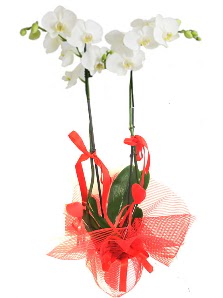 2 dall beyaz orkide bitkisi  Ankara Cebeci cicekciler , cicek siparisi 