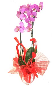 2 dall mor orkide bitkisi  Ankara ucuz iek gnder 