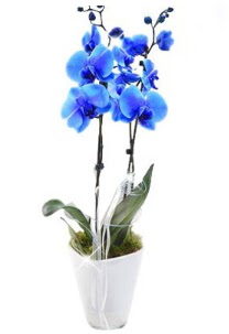2 dall AILI mavi orkide  Ankara ucuz iek gnder 