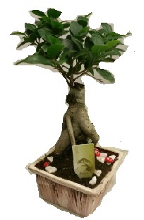 Japon aac bonsai seramik saks  Ankara Cebeci iek maazas , ieki adresleri 