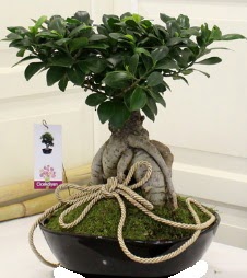 Japon aac bonsai sat  Ankara anneler gn iek yolla 