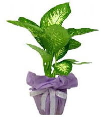 80 cm Byk boy Tropik saks bitkisi  Ankara iek servisi , ieki adresleri 