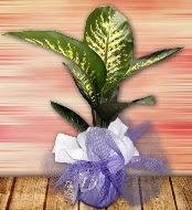 Orta boy Tropik saks bitkisi orta boy 65 cm  Ankara anneler gn iek yolla 