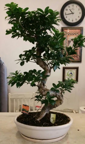 100 cm yksekliinde dev bonsai japon aac  Ankara iek gnderme sitemiz gvenlidir 