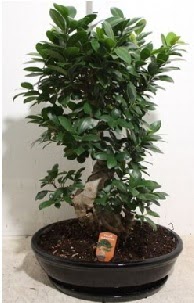 75 CM Ginseng bonsai Japon aac  Ankara kurtulu iek yolla 