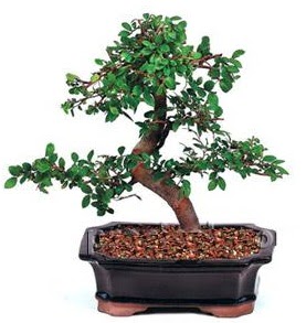 thal bonsai japon aac  Ankara dikimevi iek siparii sitesi 