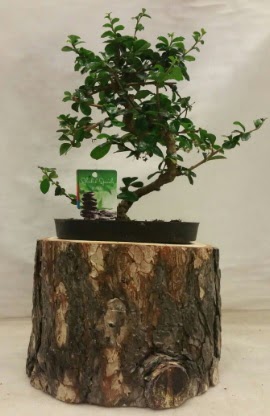 Doal ktk iinde bonsai japon aac  Ankara iek gnderme sitemiz gvenlidir 