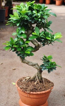 Orta boy bonsai saks bitkisi  Ankara Cebeci online iek gnderme sipari 