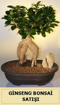 thal Ginseng bonsai sat japon aac  Ankara dikimevi iek siparii sitesi 
