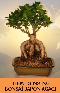 thal japon aac ginseng bonsai sat  Ankara iek gnderme sitemiz gvenlidir 