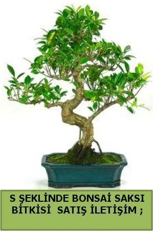 thal S eklinde dal erilii bonsai sat  Ankara iek sat 