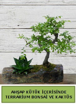 Ahap ktk bonsai kakts teraryum  Ankara Cebeci online iek gnderme sipari 