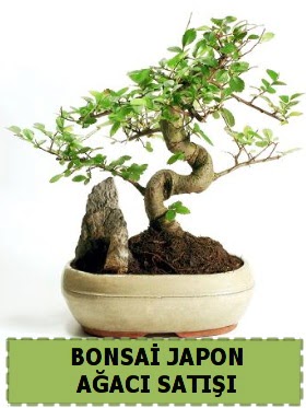 Bonsai japon  aac sat Minyatr thal  Ankara Cebeci online iek gnderme sipari 