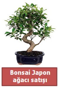 Japon aac bonsai sat  Ankara dikimevi iek siparii sitesi 