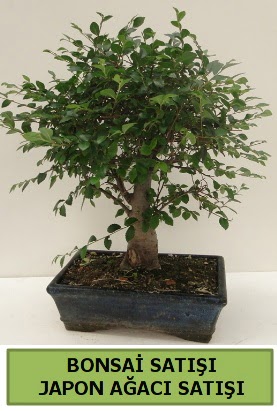 Minyatr bonsai japon aac sat  Ankara iek gnderme 