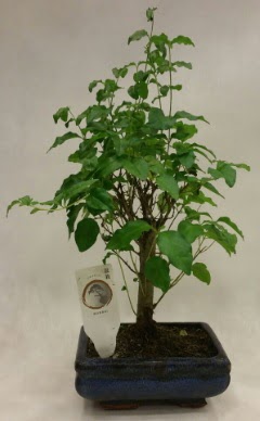 Minyatr bonsai japon aac sat  Ankara kolej iek , ieki , iekilik 