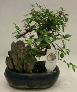 thal 1.ci kalite bonsai japon aac  Ankara ucuz iek gnder 