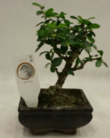 Kk minyatr bonsai japon aac  Ankara iek sat 