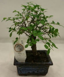 Minyatr ithal japon aac bonsai bitkisi  Ankara ucuz iek gnder 