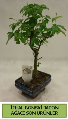 thal bonsai japon aac bitkisi  Ankara ankaya hediye sevgilime hediye iek 