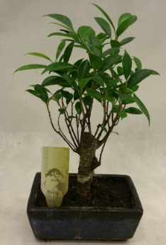 Japon aac bonsai bitkisi sat  Ankara kolej iek , ieki , iekilik 