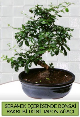 Seramik vazoda bonsai japon aac bitkisi  Ankara dikimevi iek siparii sitesi 