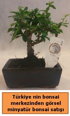 Japon aac bonsai sat ithal grsel  Ankara Abidinpaa ieki telefonlar 