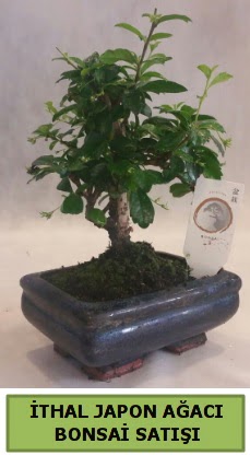 thal japon aac bonsai bitkisi sat  Ankara kolej iek , ieki , iekilik 
