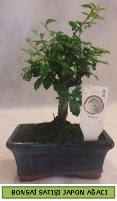 Minyatr bonsai aac sat  Ankara iek sat 