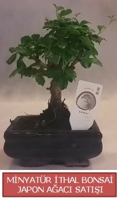 Kk grsel bonsai japon aac bitkisi  Ankara kzlay hediye iek yolla 