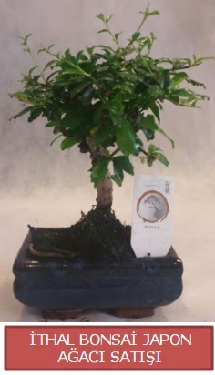 thal kk boy minyatr bonsai aa bitkisi  Ankara kolej iek , ieki , iekilik 