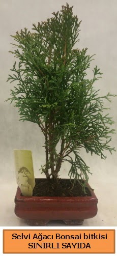 Selvi aac bonsai japon aac bitkisi  Ankara ucuz iek gnder 