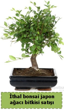 thal bonsai saks iei Japon aac sat  Ankara iek gnderme sitemiz gvenlidir 