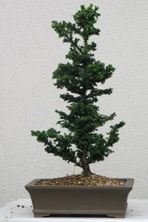 am aac bonsai bitkisi sat  Ankara kolej iek , ieki , iekilik 