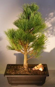 am aac japon aac bitkisi bonsai  Ankara kolej iek , ieki , iekilik 