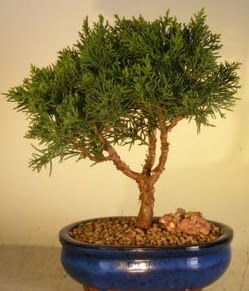 Servi am bonsai japon aac bitkisi  Ankara Abidinpaa ieki telefonlar 