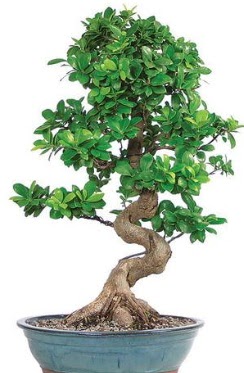 Yaklak 70 cm yksekliinde ithal bonsai  Ankara kolej iek , ieki , iekilik 