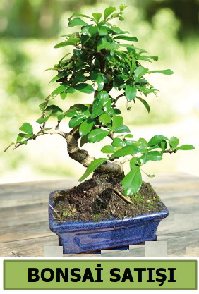 am bonsai japon aac sat  Ankara ucuz iek gnder 